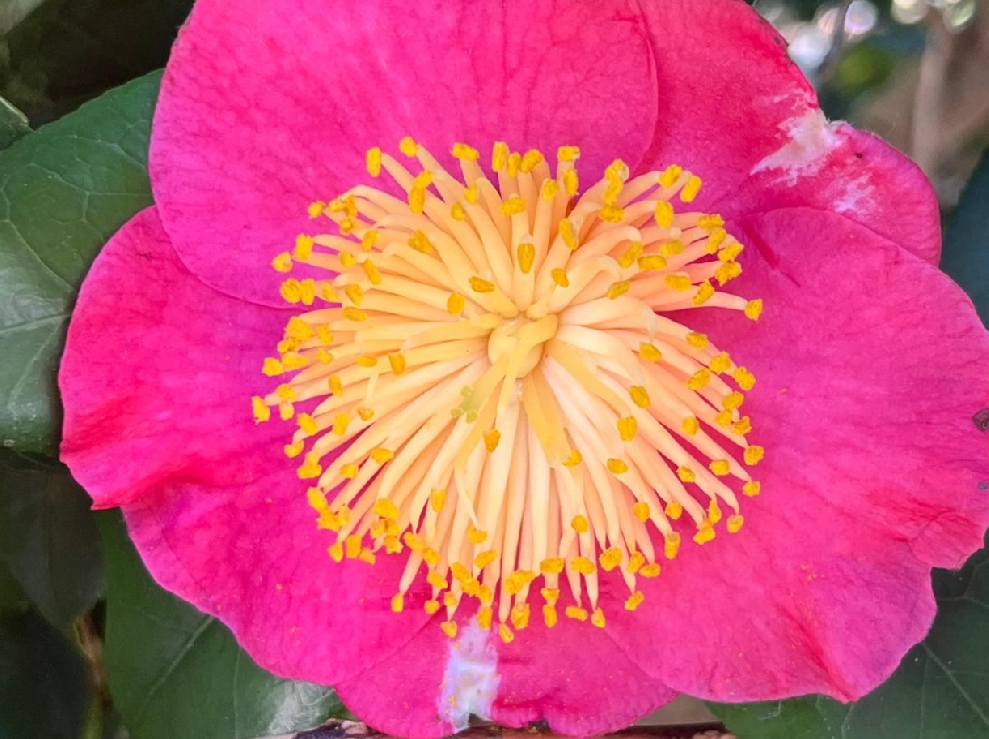 Lucca, Pistoia e il giardino delle camelie!